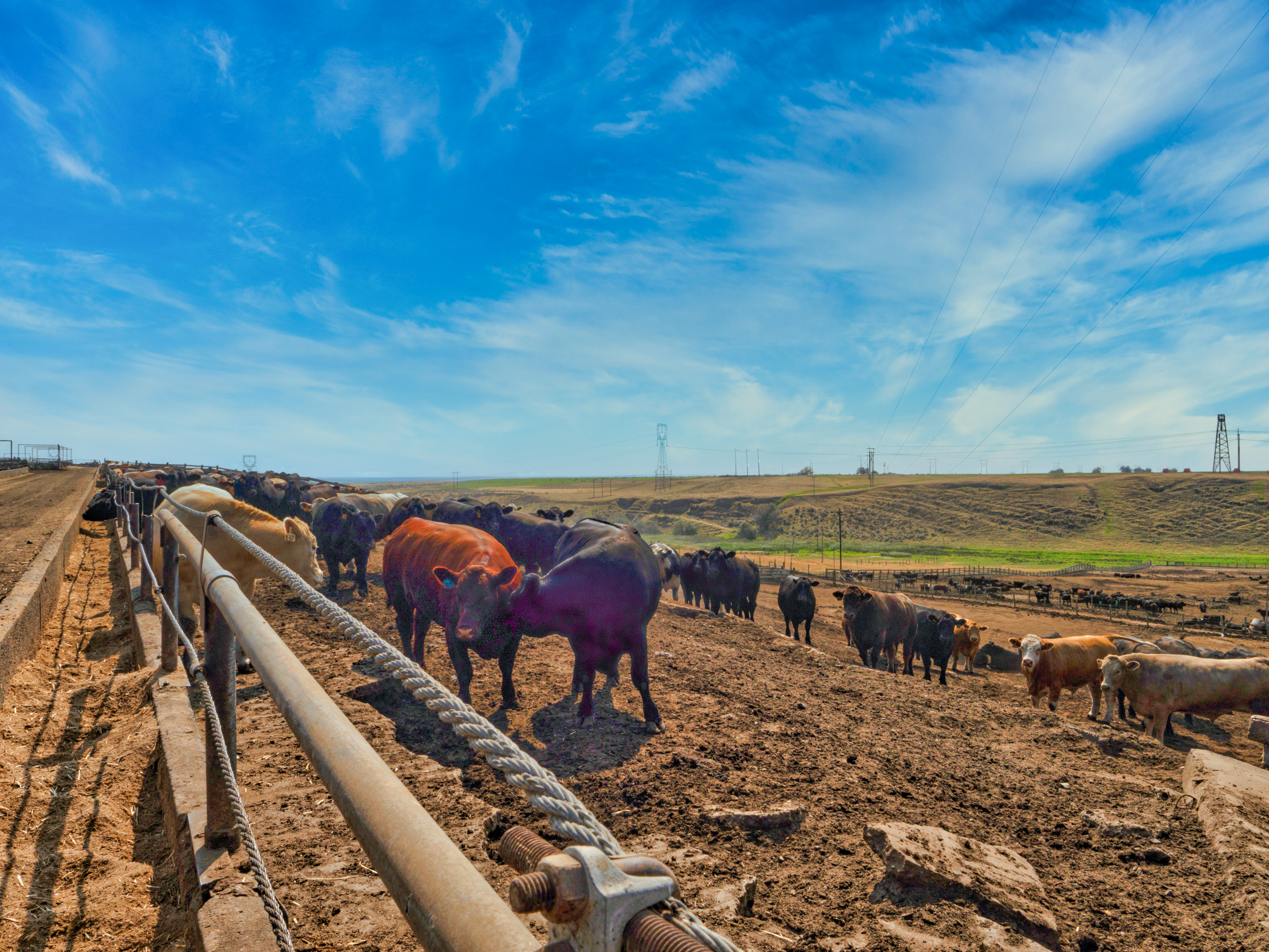 Robust cattle in the feedlot